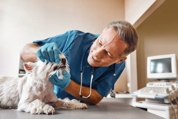 Best 24-Hour Emergency Dentist in Shafer, MN